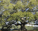blog-image