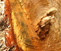 blog-image